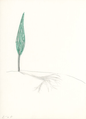 o. T. (Pinie und Laubbaumschatten)